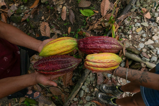 CARACOLÍ (Ant) - COL